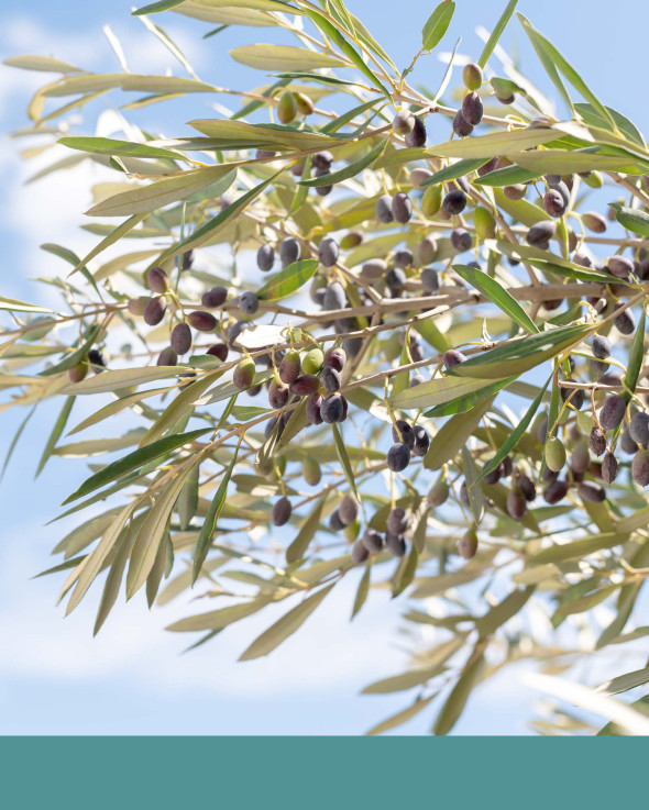 Olives du Centre et du Dahar